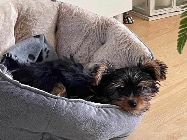 Miniature Yorkshire terrier for sale in Aylesbury, Buckinghamshire - Image 2