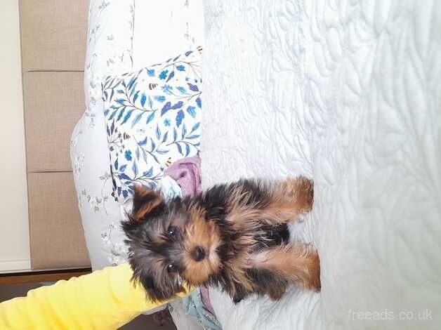 Miniature Yorkshire terrier for sale in Sale, Greater Manchester - Image 1