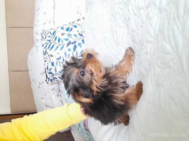 Miniature Yorkshire terrier for sale in Sale, Greater Manchester - Image 2