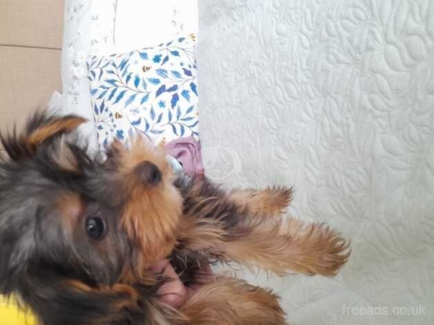 Miniature Yorkshire terrier for sale in Sale, Greater Manchester - Image 3