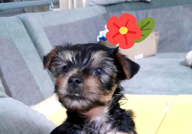 Miniature yorkshire terrier for sale in Bristol, Bristol