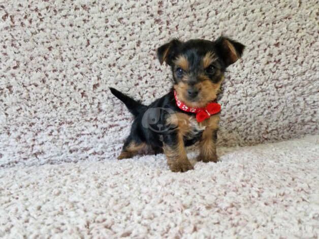 Miniature Yorkshire Terrier for sale in Crewe, Cheshire