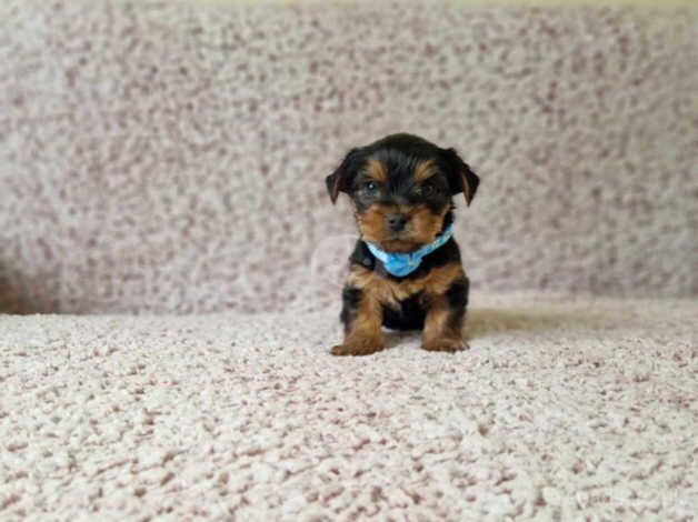 Miniature Yorkshire Terrier for sale in Crewe, Cheshire - Image 2