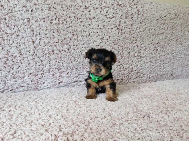 Miniature Yorkshire Terrier for sale in Crewe, Cheshire - Image 3