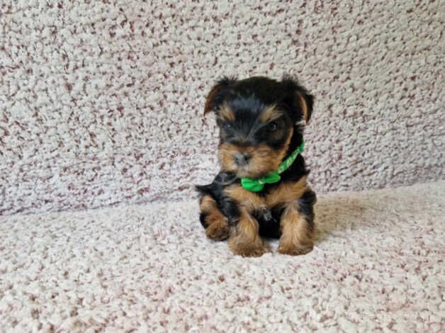 Miniature Yorkshire Terrier for sale in Crewe, Cheshire - Image 4