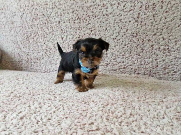 Miniature Yorkshire Terrier for sale in Crewe, Cheshire - Image 5