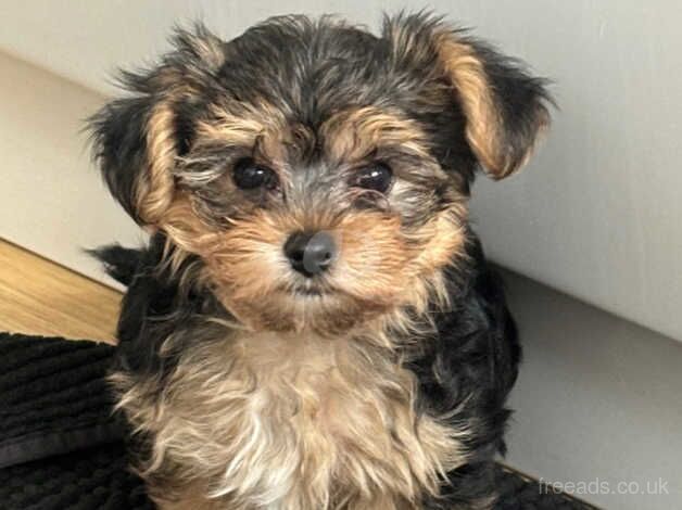 Miniature Yorkshire terrier for sale in Barne Barton, Devon - Image 1