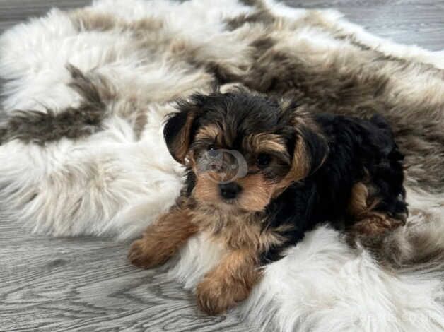 Miniature Yorkshire terrier for sale in Barne Barton, Devon - Image 2