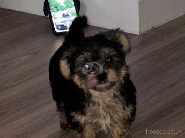 Miniature Yorkshire terrier for sale in Barne Barton, Devon - Image 3