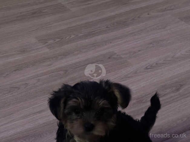 Miniature Yorkshire terrier for sale in Barne Barton, Devon - Image 4