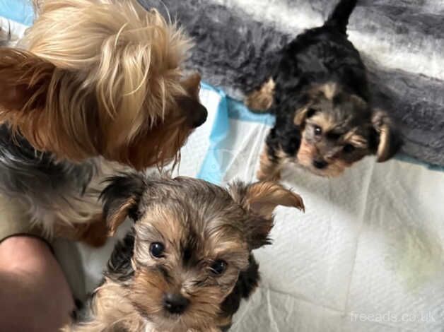 Miniature Yorkshire terrier for sale in Barne Barton, Devon - Image 5