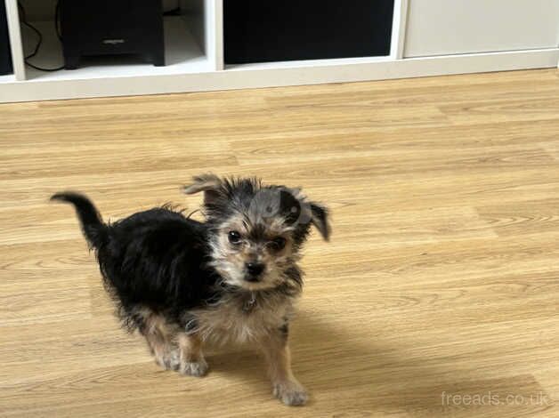 Miniature Yorkshire terrier for sale in Scunthorpe, Lincolnshire
