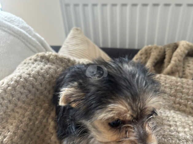 Miniature Yorkshire terrier for sale in Scunthorpe, Lincolnshire - Image 3