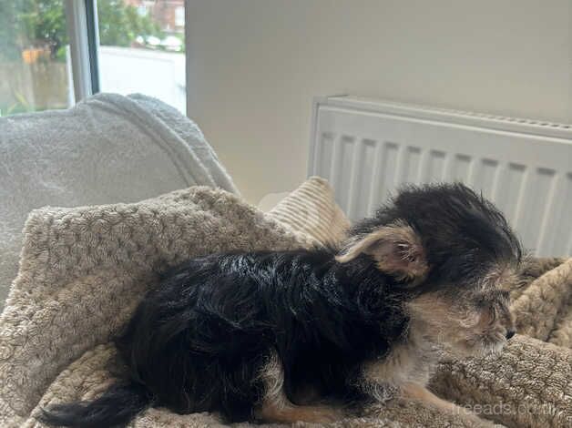 Miniature Yorkshire terrier for sale in Scunthorpe, Lincolnshire - Image 4