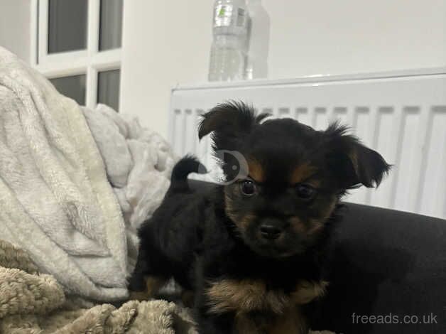 Miniature Yorkshire terrier for sale in Scunthorpe, Lincolnshire - Image 1