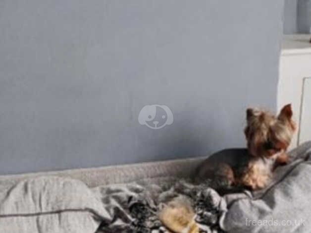 Miniature Yorkshire terrier for sale in Scunthorpe, Lincolnshire - Image 2