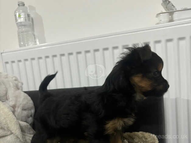 Miniature Yorkshire terrier for sale in Scunthorpe, Lincolnshire - Image 3