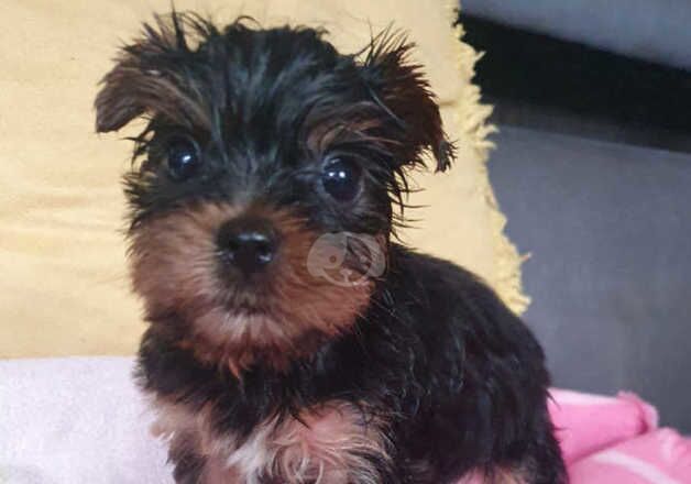 Miniature Yorkshire terrier for sale in Scunthorpe, Lincolnshire