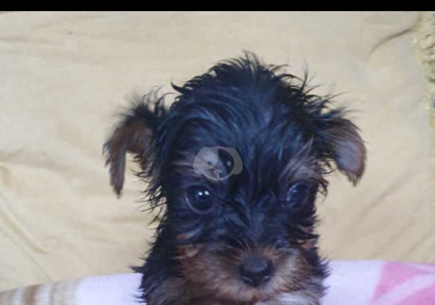 Miniature Yorkshire terrier for sale in Scunthorpe, Lincolnshire - Image 2