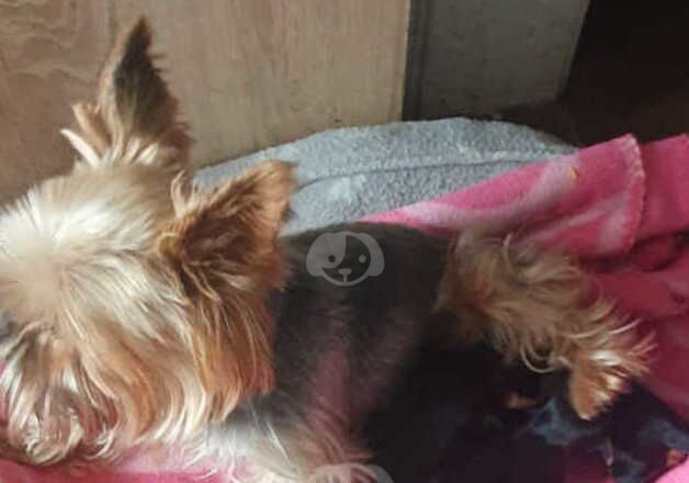 Miniature Yorkshire terrier for sale in Scunthorpe, Lincolnshire - Image 4