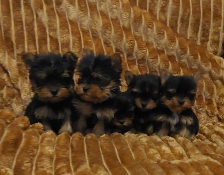 Miniature Yorkshire terrier puppies for sale in Haringey, London