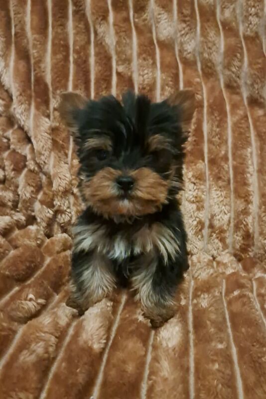 Miniature Yorkshire terrier puppies for sale in Haringey, London - Image 2