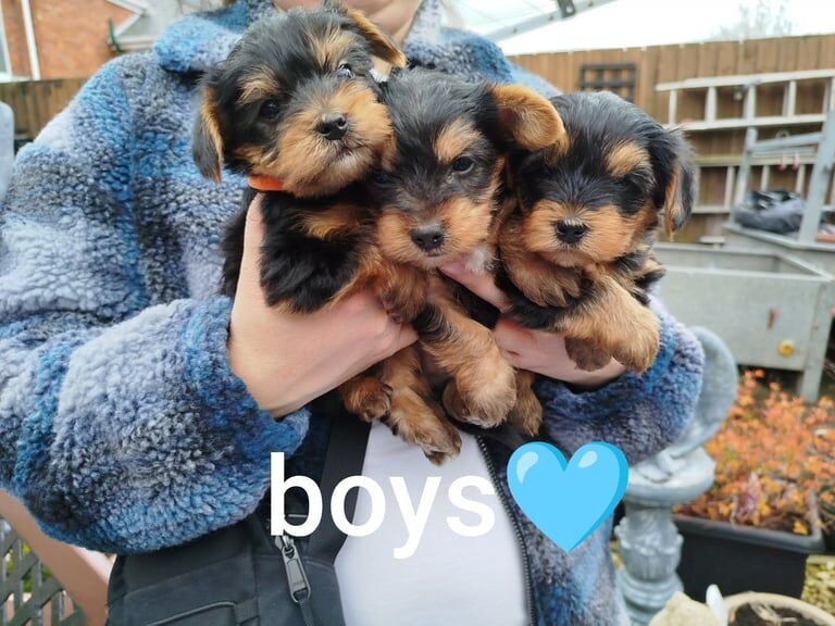 MINIATURE Yorkshire terrier puppies for sale in Belfast, County Antrim - Image 1