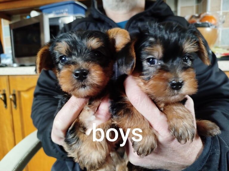 MINIATURE Yorkshire terrier puppies for sale in Belfast, County Antrim - Image 2