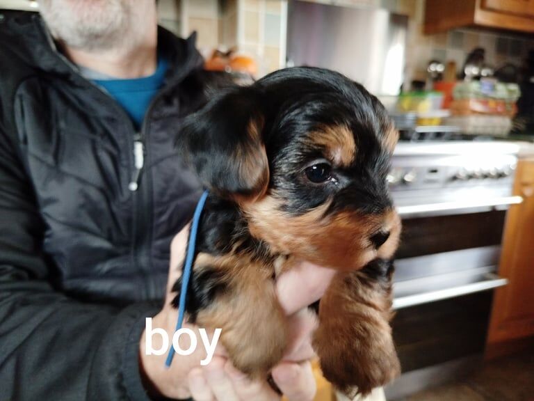 MINIATURE Yorkshire terrier puppies for sale in Belfast, County Antrim - Image 3