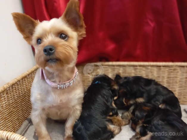 Miniature Yorkshire terrier puppies for sale in Nottingham, Nottinghamshire - Image 1