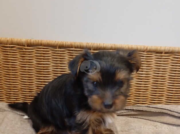 Miniature Yorkshire terrier puppies for sale in Nottingham, Nottinghamshire - Image 4