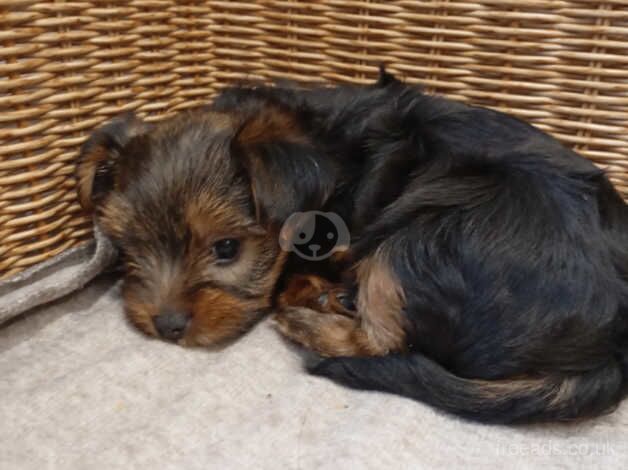 Miniature Yorkshire terrier puppies for sale in Nottingham, Nottinghamshire - Image 5