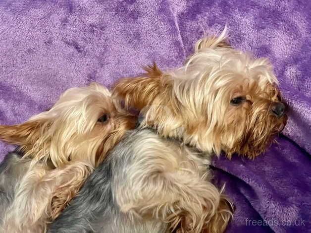 Miniature Yorkshire Terrier Puppies for sale in Merton, Merton, Greater London - Image 3