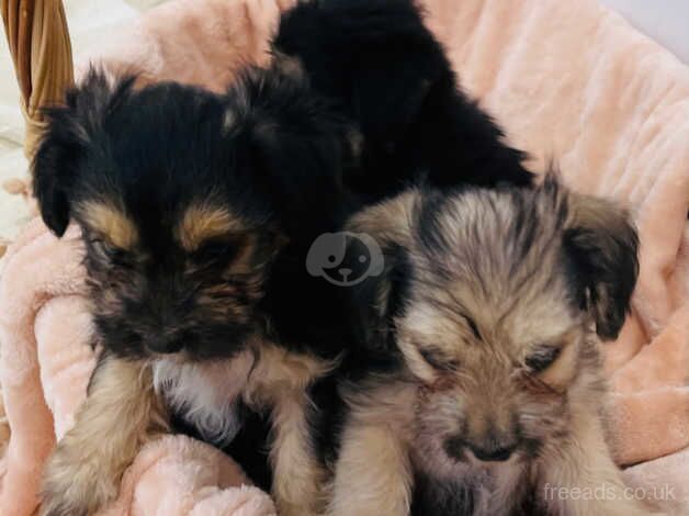 Miniature Yorkshire terrier puppies for sale in Skelmersdale, Lancashire - Image 1