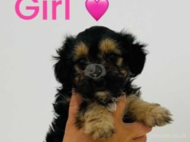 Miniature Yorkshire terrier puppies for sale in Skelmersdale, Lancashire - Image 2