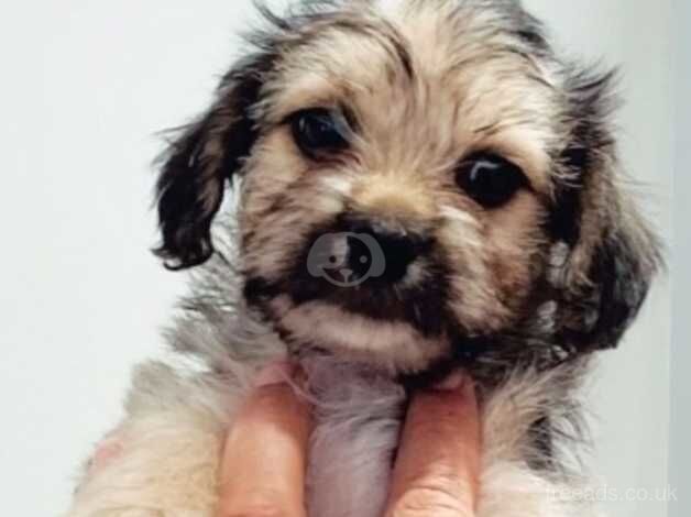 Miniature Yorkshire terrier puppies for sale in Skelmersdale, Lancashire - Image 3