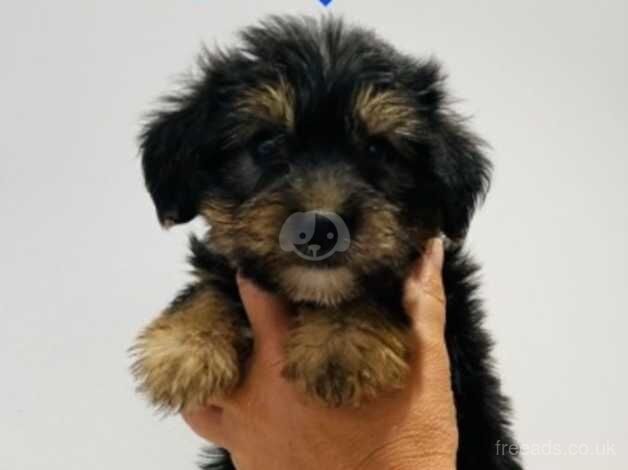 Miniature Yorkshire terrier puppies for sale in Skelmersdale, Lancashire - Image 4