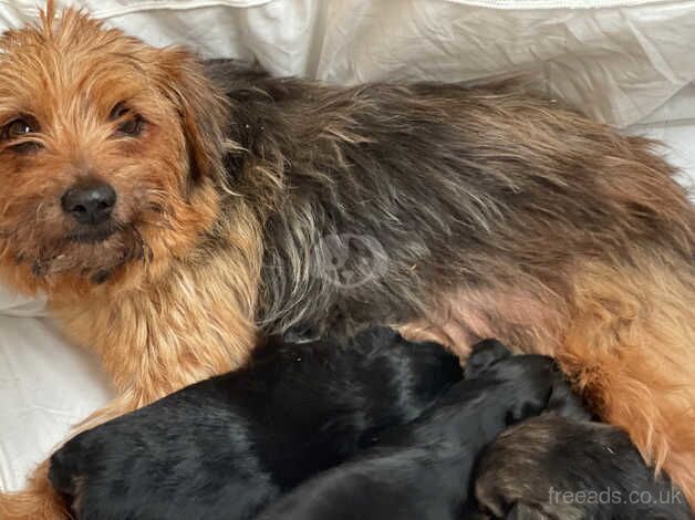 Miniature Yorkshire terrier puppies for sale in Skelmersdale, Lancashire - Image 5