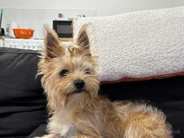 Miniature yorkshire terrier puppy for sale in Hull, East Riding Of Yorkshire - Image 1