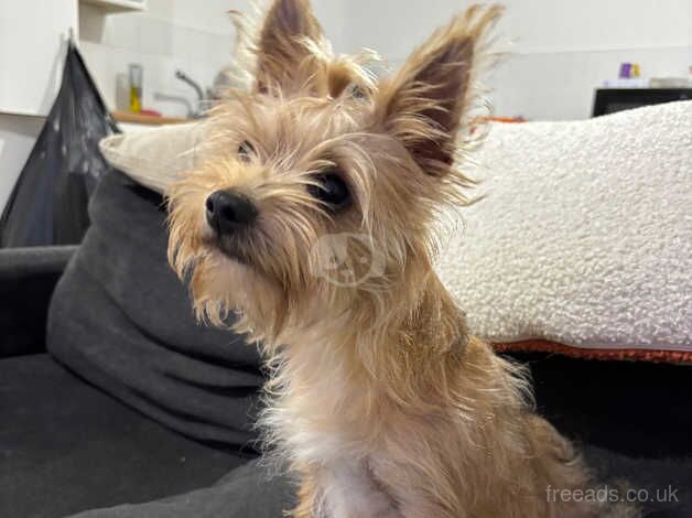 Miniature yorkshire terrier puppy for sale in Hull, East Riding Of Yorkshire - Image 3