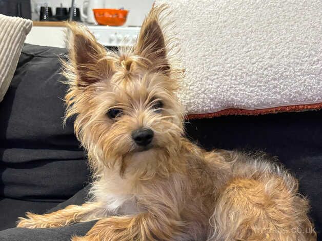 Miniature yorkshire terrier puppy for sale in Hull, East Riding Of Yorkshire - Image 4