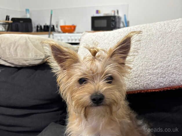 Miniature yorkshire terrier puppy for sale in Kingston upon Hull, East Riding of Yorkshire - Image 2