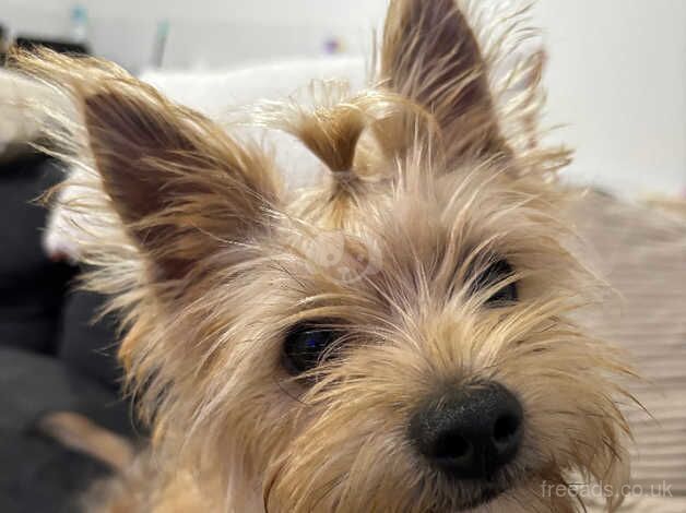 Miniature yorkshire terrier puppy for sale in Kingston upon Hull, East Riding of Yorkshire - Image 5