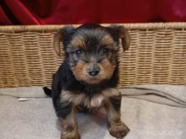 Miniature Yorkshire Terrier Puppy for sale in Liverpool, Merseyside - Image 1