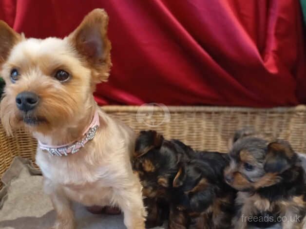 Miniature Yorkshire Terrier Puppy for sale in Liverpool, Merseyside - Image 2