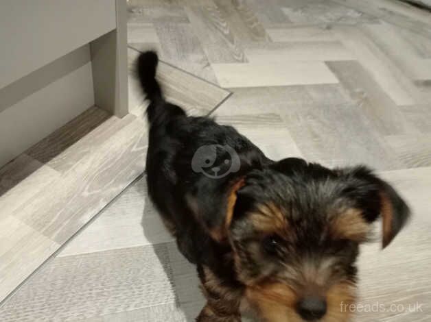 Miniature Yorkshire Terrier Puppy for sale in Liverpool, Merseyside - Image 5