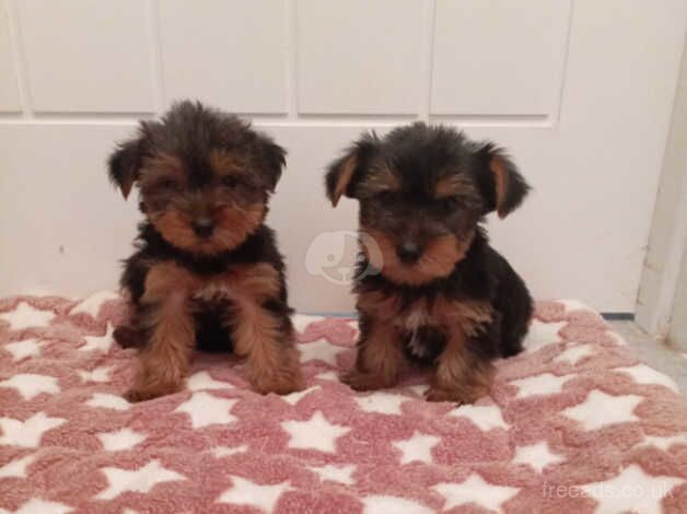 Miniature Yorkshire terrier puppy's for sale in Newtownabbey, Newtownabbey