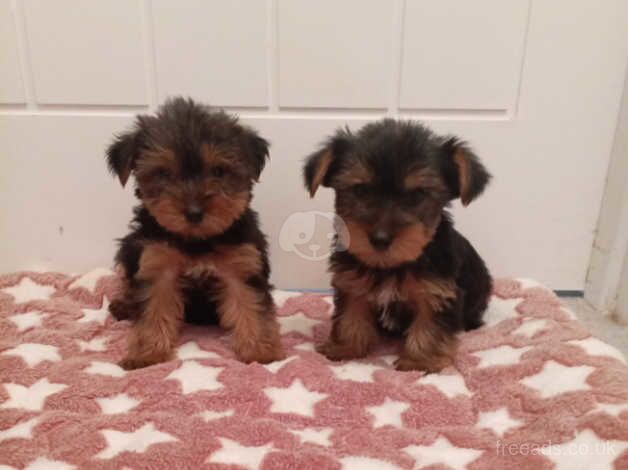 Miniature Yorkshire terrier puppy's for sale in Newtownabbey, Newtownabbey - Image 2