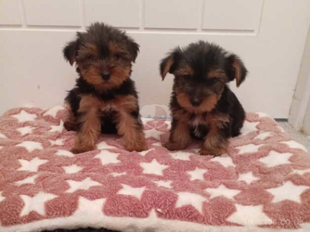 Miniature Yorkshire terrier puppy's for sale in Newtownabbey, Newtownabbey - Image 3