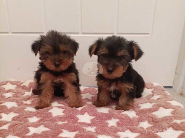 Miniature Yorkshire terrier puppy's for sale in Newtownabbey, Newtownabbey - Image 4